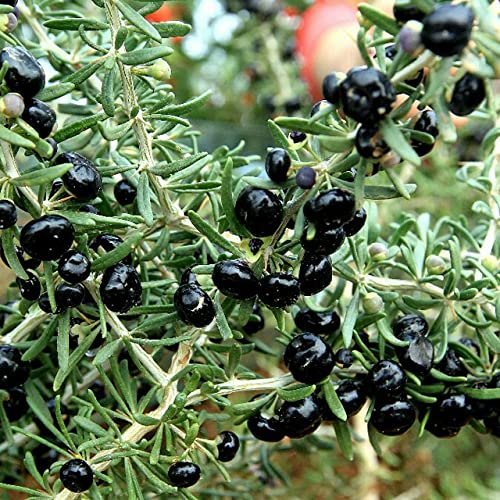 Real Black Goji Beeren Baumsamen chinesischen Ningxia Goji Beere Sementes Startseite Herbal Bonsai Outdoor Gartenkräuterpflanzen Hof
