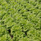 200 pcs pflücksalat samen winterhart - Lactuca sativa - saatgut gemüse, mini gewächshaus alte gemüsesorten samen, kräutergarten gemüsesamen bio, balkon beet