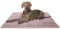 Knuffelwuff Hundedecke Timor 140x100cm Rosa - Bequeme und Pflegeleichte Liegedecke aus weichem Cord - waschbar - für große, mittelgroße und kleine Hunde