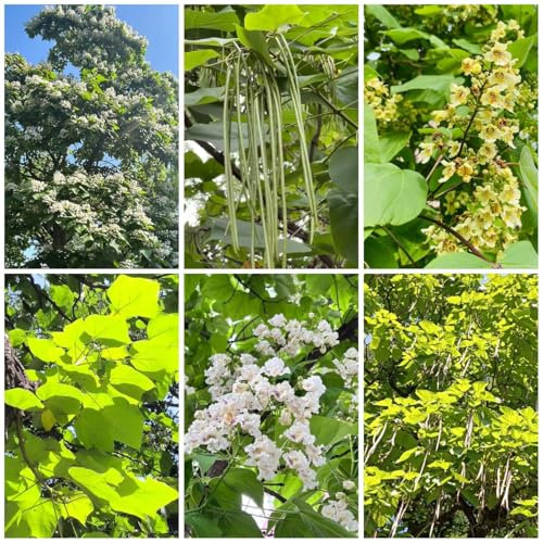 300 Pcs Trompetenbaum Winterhart Samen - Pflanzen Samen, Bäume Pflanzen Trompetenbaum Samen, Topfpflanzen Draußen Winterhart, Frühlingsblumen Bonsai Tree Bäume Pflanzen, Blumensamen