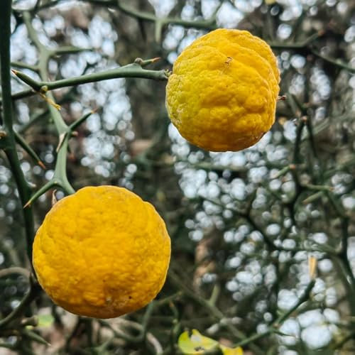Semi di pianta di arancia amara, frutto colonnare Pianta di Poncirus trifoliata, piante da giardino roccioso alberi da frutto nani resistenti semi di frutta piante esotiche piante 100pcs