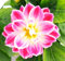 POWERS TO FLOWERS - DALIA A FIORE ROSA BICOLORE, 3 PIANTE, VASO 12 CM DIAMETRO, pianta vera