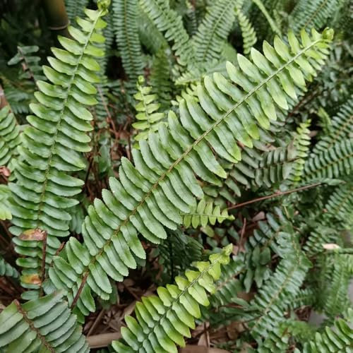 50 pcs schwertfarn hängend samen, Nephrolepis auriculata, garten pflanzen, steingarten pflanzen schwertfarn zimmerpflanze echt samen geschenk, blumengarten rankpflanze, winterharte