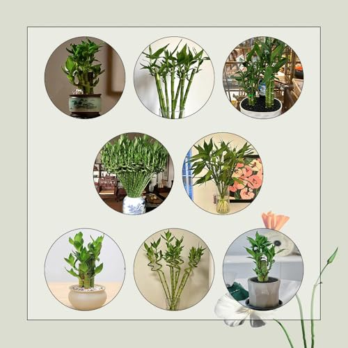 250 Pcs Glücksbambus Pflanze Samen - Lucky Bamboo - Herbst Dekoration, Winterharte Pflanzen Für Garten Bambus Samen (Dracaena Sanderiana) Pflanzen Züchten, Echte Pflanzen Für Drinnen
