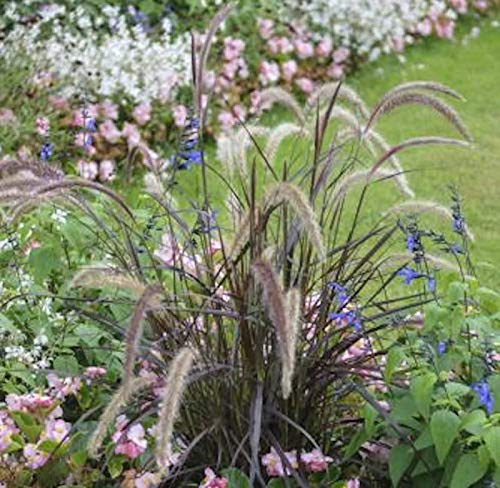 Rotes Lampenputzergras - großer Topf - Pennisetum rubrum - lebende Gartenpflanze aus den Baumschulen