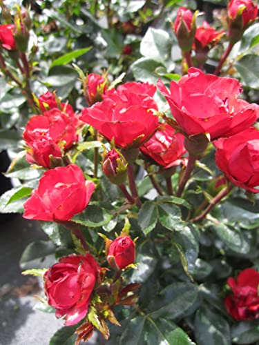 Rosa Zepeti ® - Beetrose Zepeti ® - Meibenbino ® - Meilland Rose