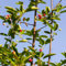 10 pcs felsenbirne baum samen, saatgut alte sorten, kübelpflanzen winterhart felsenbirne pflanze - Amelanchier alnifolia - obstbäume kaufen, ostergeschenke obstbäume, zimmerpflanzen