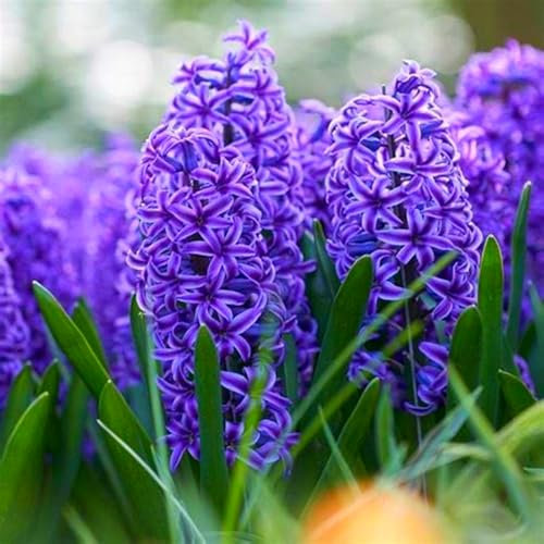 Perennial, Brilliant Hyacinths Bulbs,for Stunning Garden Displays-2 Bulbs-G