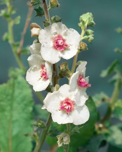 Verbascum x cultorum 'White Domino' 11x11 cm Topf – Winterhart, Mehrjährig, Pflegeleicht – Königskerze – Beetstaude für Sonnenbeet & Garten