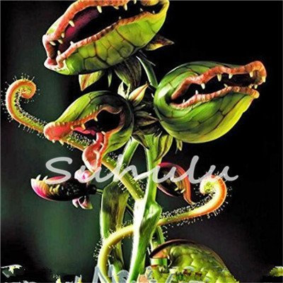 50 Pz Bule Semi in Vaso Insettivori Pianta Dionaea muscipula Gigante Clip Venere acchiappamosche Semi Pianta Carnivora Giardino Domestico di DIY 10: Only Seeds