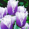 100 Pièces Graines de Tulipe, Graine de Fleurs Tulipes Vivaces, Graines de Fleurs à Semer, Semences de Tulipes pour Jardin et Balcon, Facile à Cultiver, Croissance Rapide, Rendement Élevée (Pourpre)