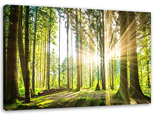 Feeby Bilder Wald Baum Sonne 80x60 cm Wohnzimmer Schlafzimmer Büro Flur Küche Wandbilder Modern Bild auf Leinwand Wanddekoration Kunstdruck Design Natur Landschaft Grün