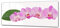 ConceptCrystal Glasbild 125 x 50 cm – Orchidee 8