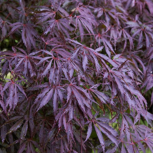 Acer palmatum 'Trompenburg' | Japanese Maple Deciduous Potted Trees for Small Gardens | Premium Bushy Plant Shrub Tree in Pot (50-70cm (Incl. Pot))