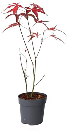 Plant in a Box - Arce japonés - Acer palmatum 'Atropurpureum' - Altura 25-40cm - Tamaño de la maceta 10,5cm - árbol - rojo
