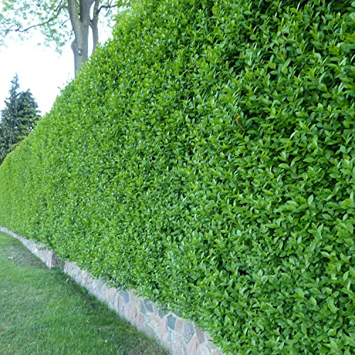 Wintergrüner Liguster Atrovirens - Ligustrum vulgare als Ligusterhecke - schnellwachsend pflegeleicht robust immergrün - Heckenpflanze - 60-100 cm geliefert im Container