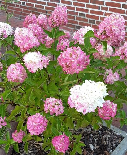 Rispen- Hortensie Hydrangea paniculata 'Vanille Fraise' 30-40 cm winterhart Freilandaufzucht