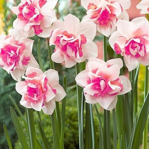 Zwiebeln Narzissen Narcissus Osterglocken Onion Knolle Zwiebeln Farbe Rosa Pink Gelb MIX White Sorte zur Auswahl Winterhart Mix 5 10 20 Stk. (Rosa 10 Stk.)