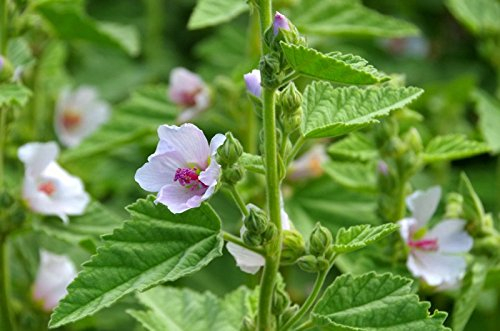 Eibisch, Echter - 30 Samen