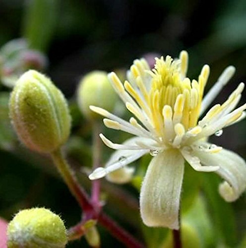 Gemeine Waldrebe Clematis 80-100cm - Clematis vitalba