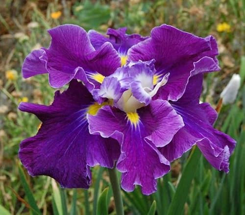 3x Iris Bulbi| Iride siberiana | iris perenne |piante di colore misto-a forma a fiore e colori forti