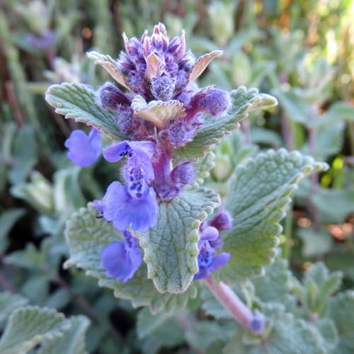 Pianta vera di Nepeta racemosa - Diametro Vaso Ø 14 cm