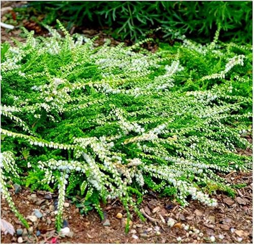 GrowOn Shrubs [x4] Scottish Heather Calluna Vulgaris 'White Lawn' | Multi-Pack | Evergreen Shrubs | Outdoor Garden Ready Plants | Summer and Autumn Flowering | White Flowers