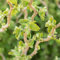 Carbeth Plants - Corylus avellana 'Scooter' in 3 Litre Pot - 55-75cm in Height - Corkscrew Twisted Hazel - Rare Compact Variety